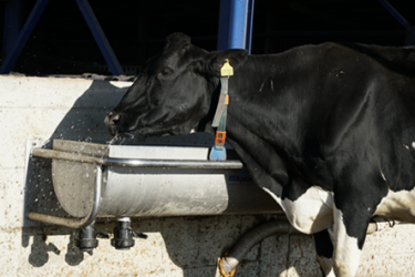 Γαλακτοπαραγωγές αγελάδες και πρόσληψη νερού